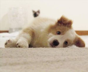 A brown and white puppy is laying on its back on a carpet.