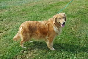 A golden retriever is standing in the grass on a leash.