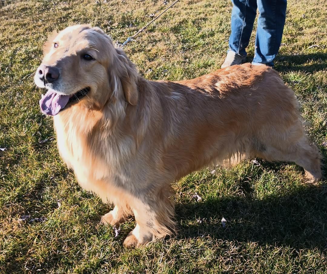 A dog is standing in the grass with its tongue hanging out.