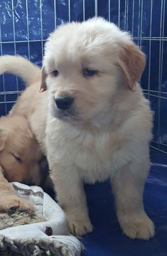 Two puppies are standing next to each other in a cage