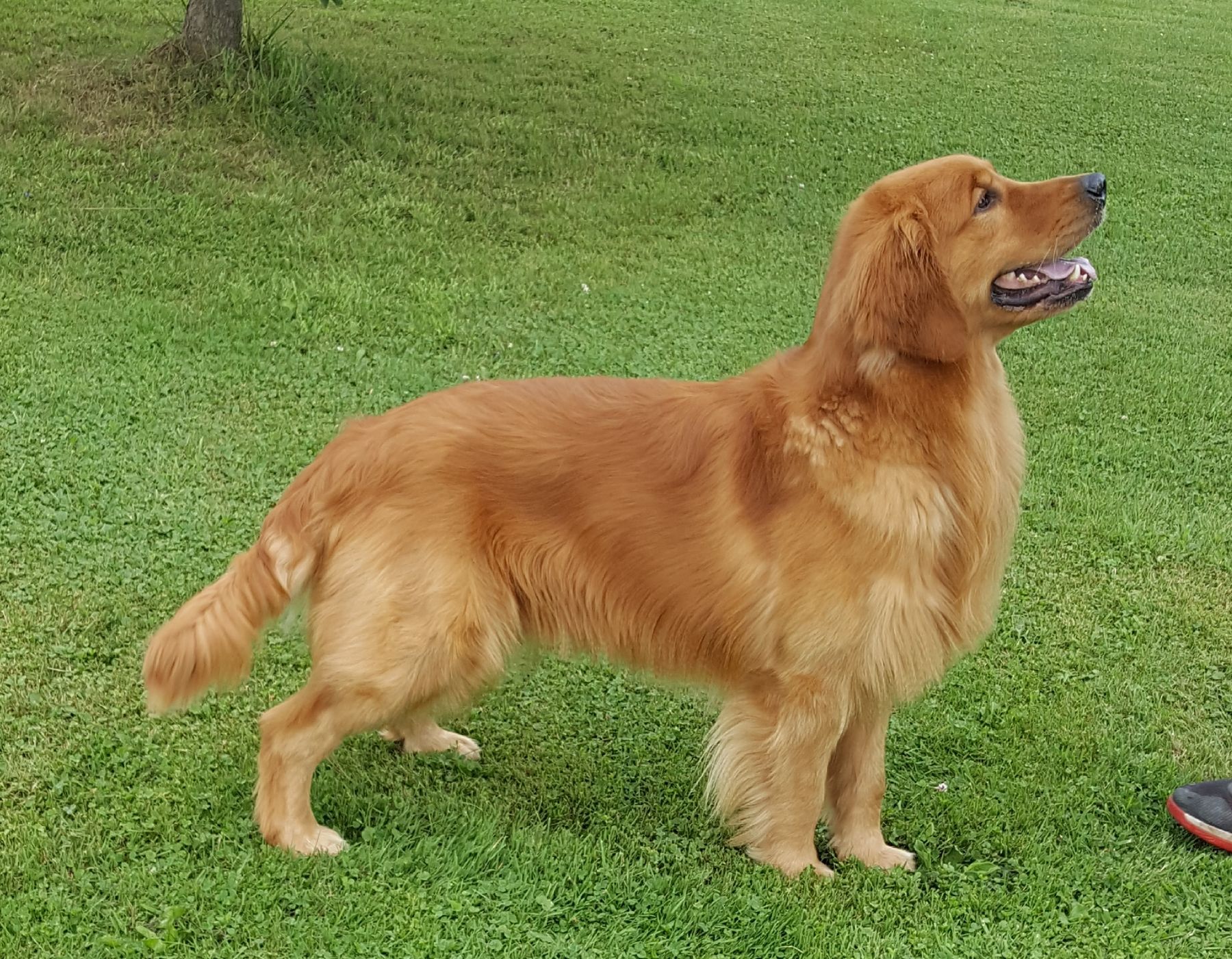 A brown dog is standing in the grass next to a frisbee.