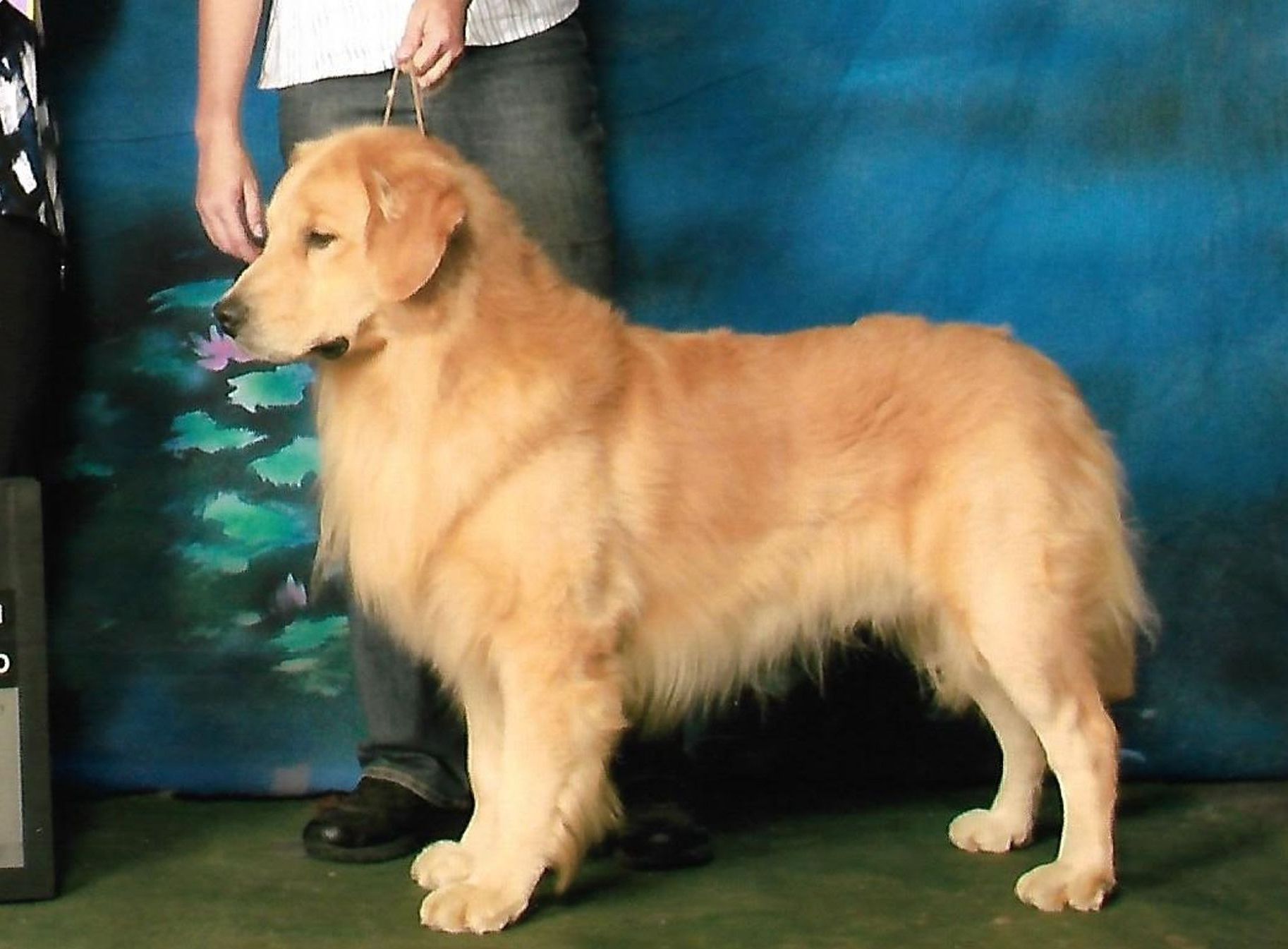 A golden retriever is standing in front of a blue background