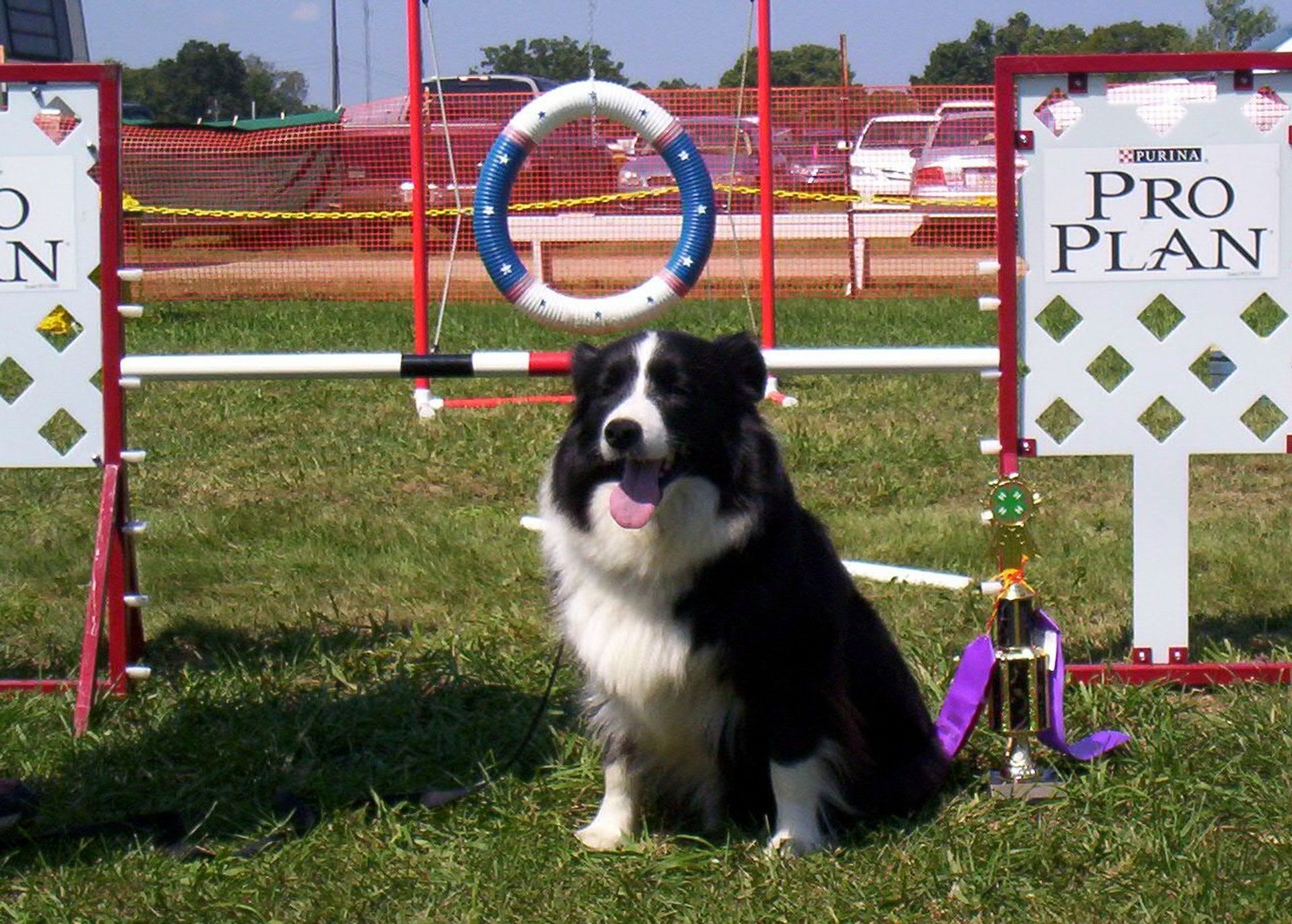 A black and white dog sitting in front of a pro plan sign