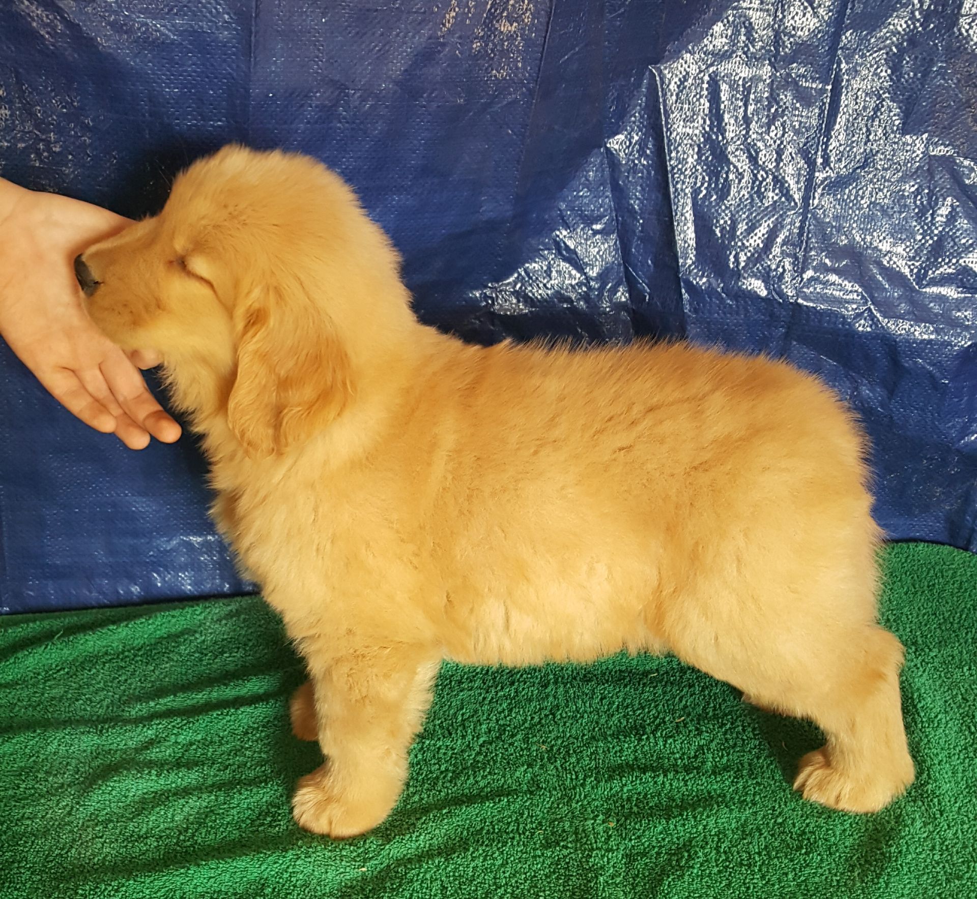 A small puppy is standing on a green blanket