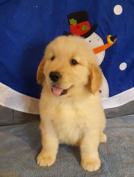 A puppy wearing a top hat is sitting in front of a snowman