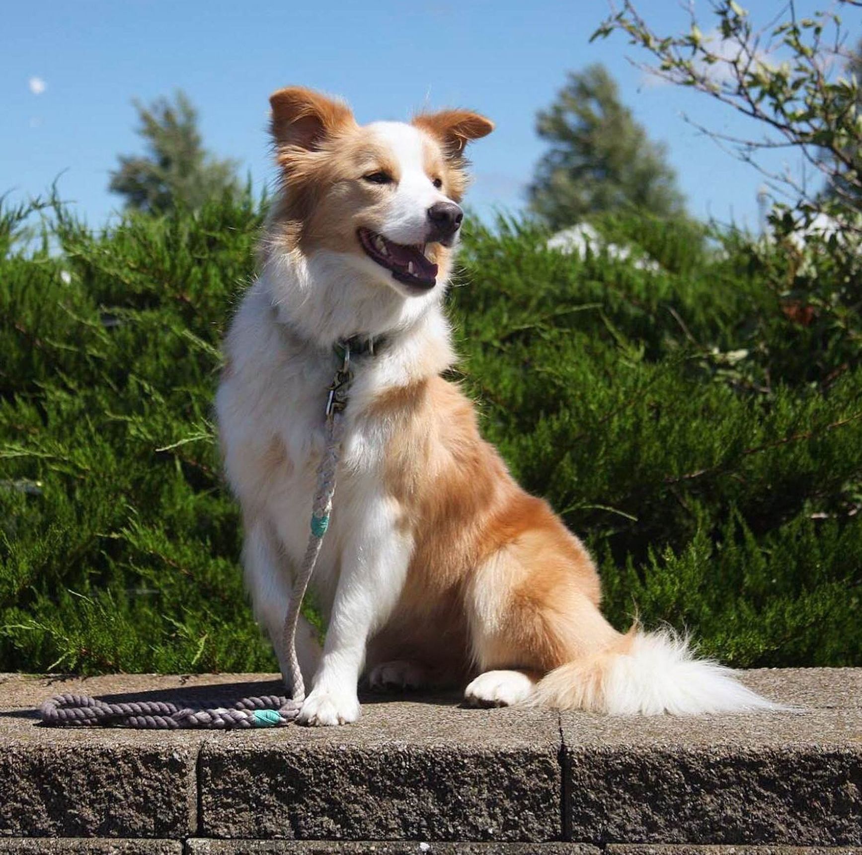 A brown and white dog on a leash is sitting on a sidewalk