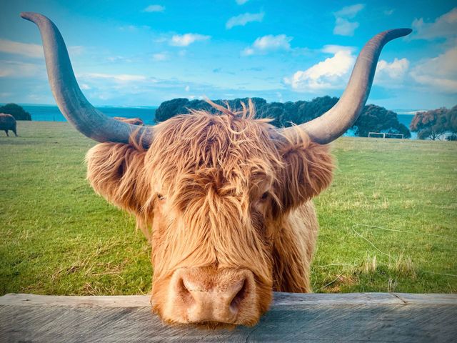 Highland cow with large horns, looking over a wooden fence, in a grassy field with ocean view.