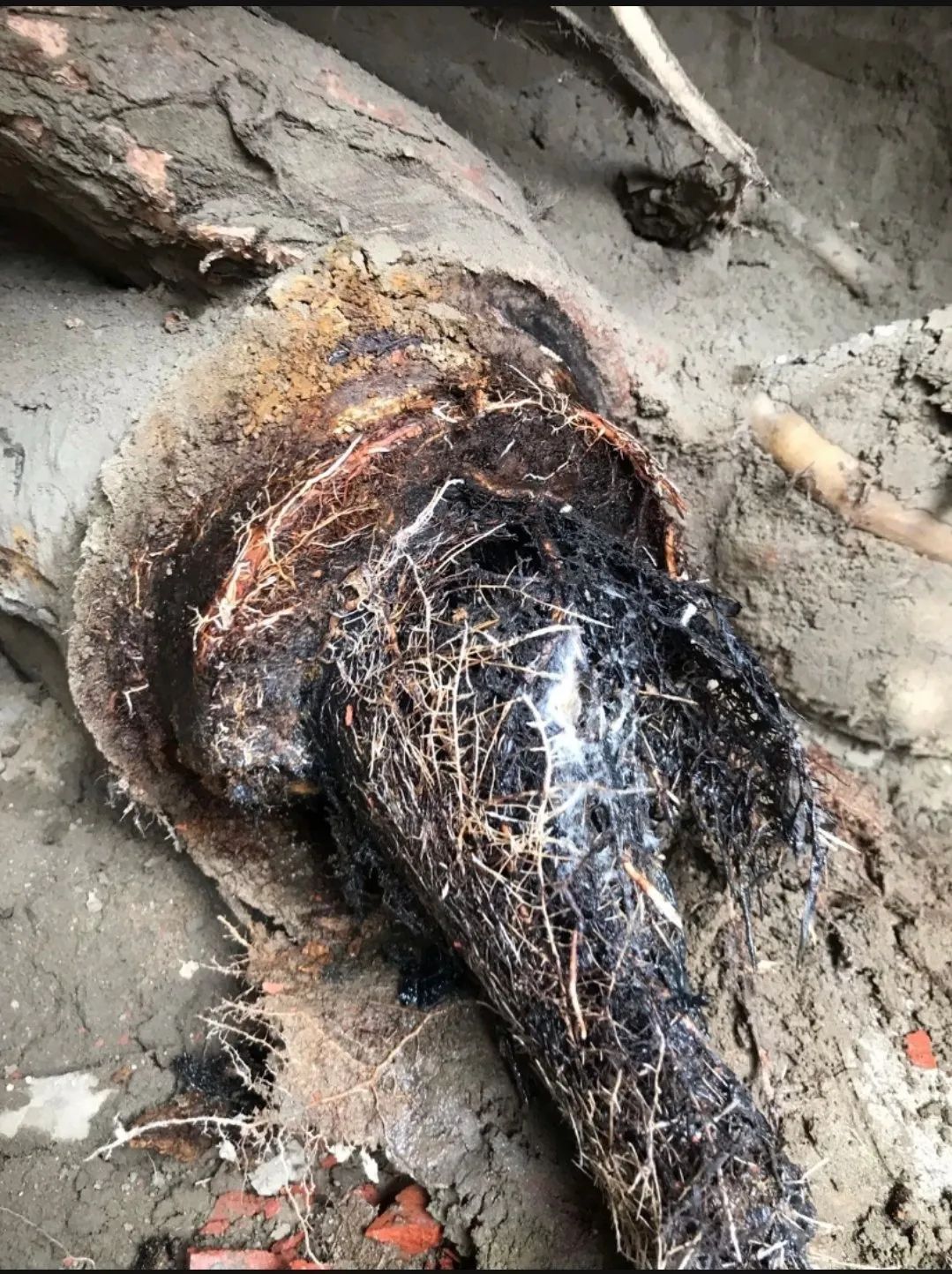 Roots in your Drain Pipes? no Worries, We do Rooter Drain Cleaning, Hydro Jetting, Drain Repair, Drain Replacement