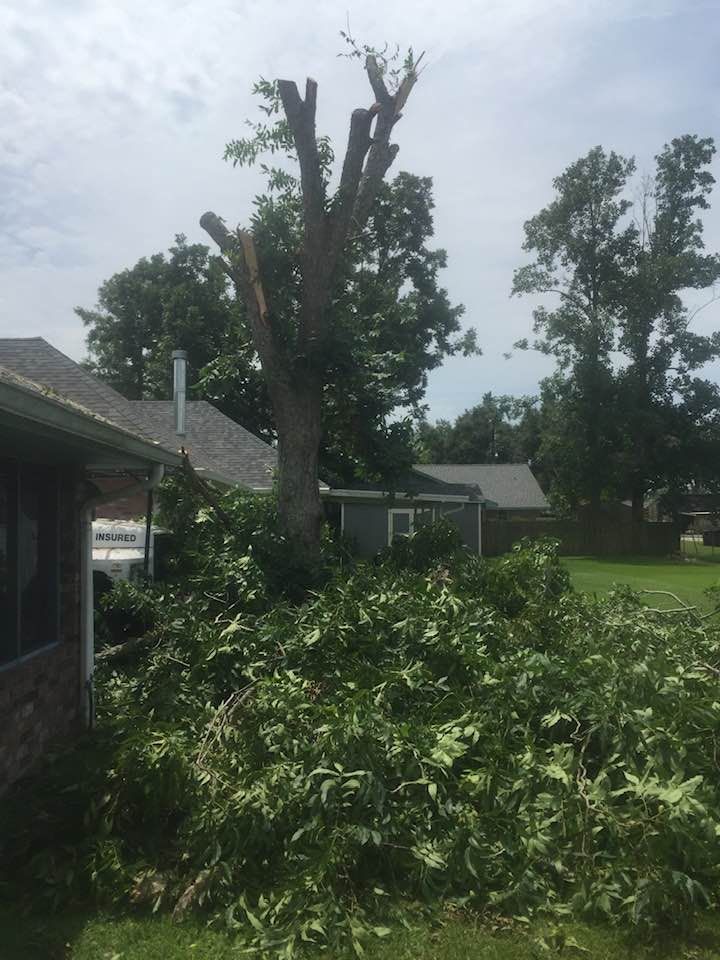 A tree that has been cut down in front of a house