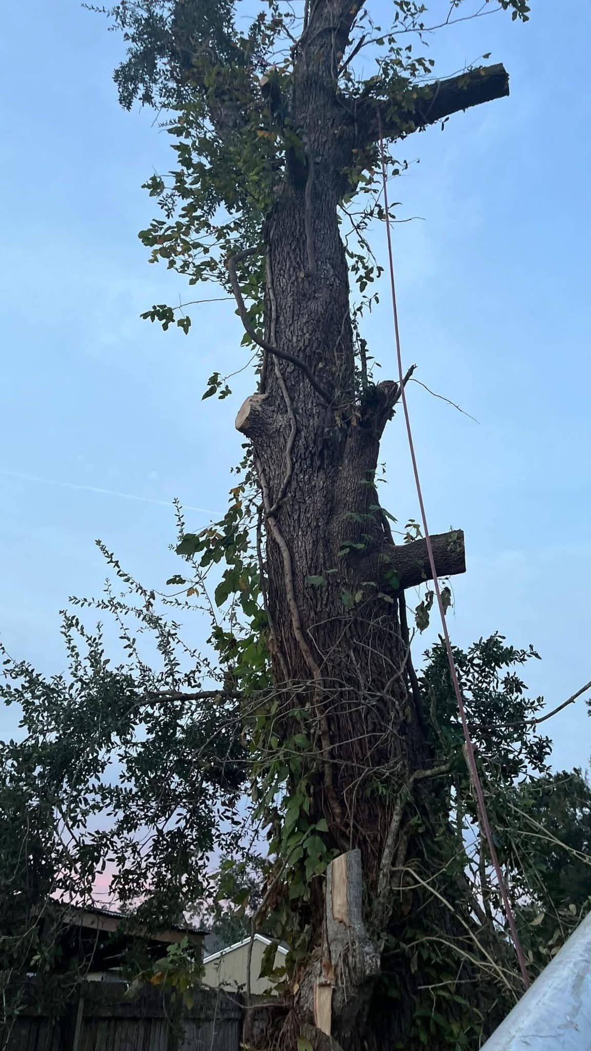 A large tree with a lot of branches and leaves is being cut down.