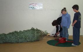tree set up