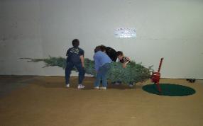 tree set up