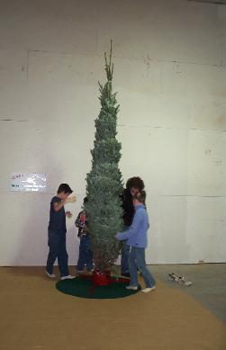 tree set up