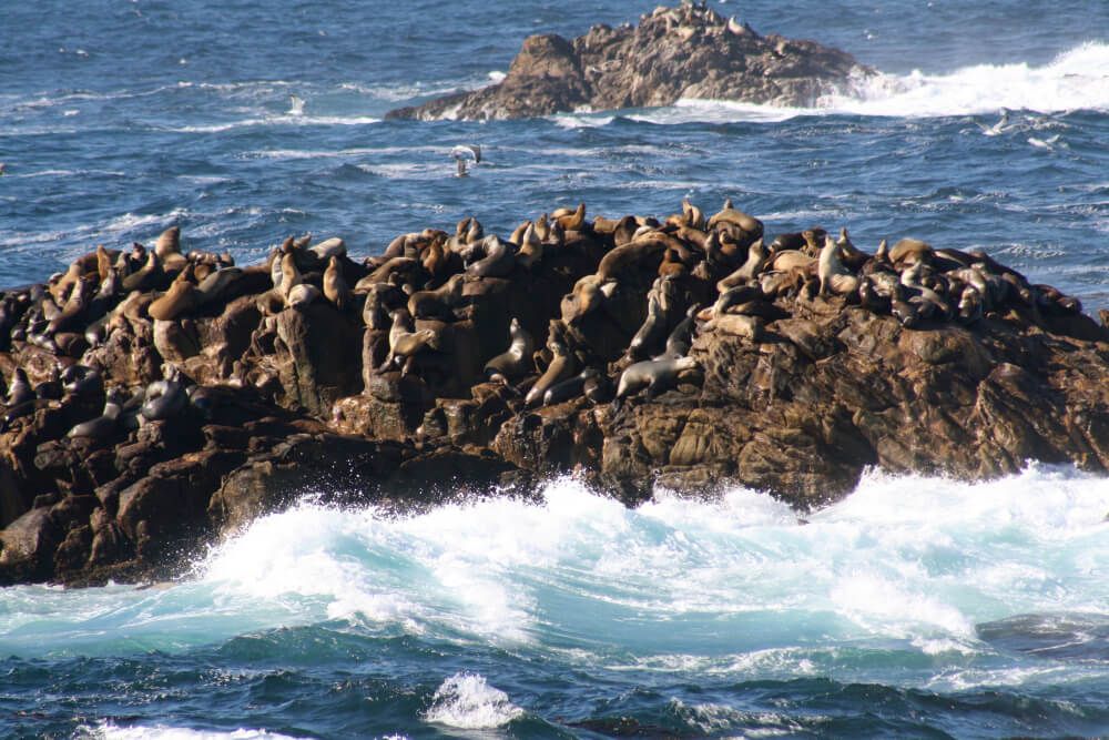 Sea lions on a rock in the ocean