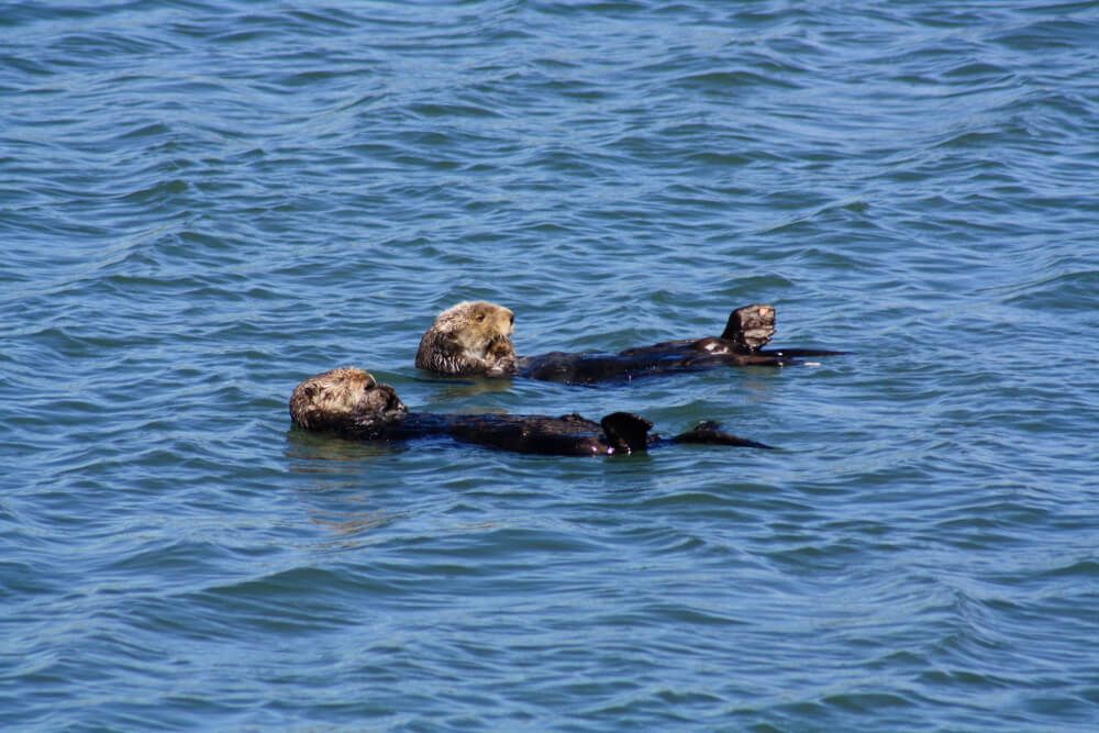 Two sea otters swimming