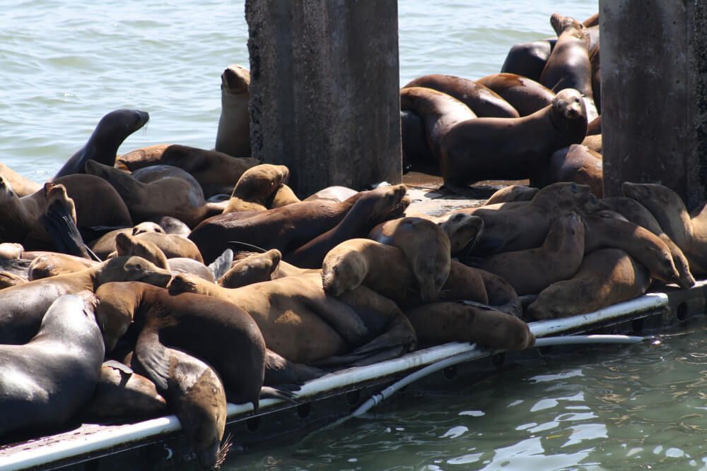 Sea lions on a dock