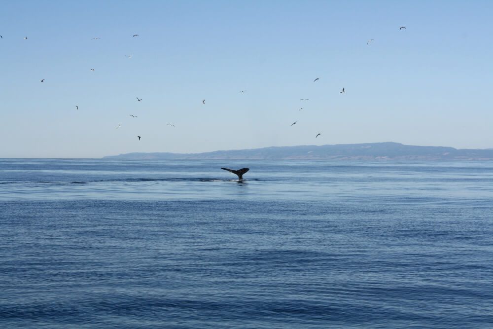 Whale tail in the ocean