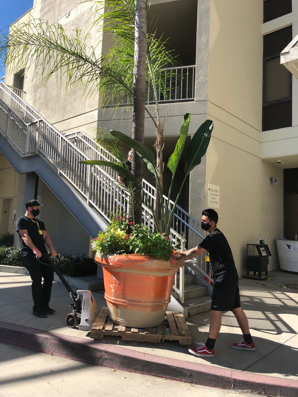 Two people moving a large potted plant on a pallet, near a building with stairs.