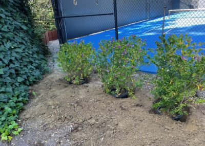Three shrubs in black pots sit on dirt path next to ivy and blue sports court.