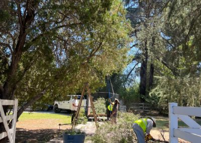 Workers trimming a tree near a white fence, a truck, and a trailer. Sunny day.