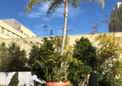 Two people tending plants in a large pot with a tall palm tree, against a building and blue sky.
