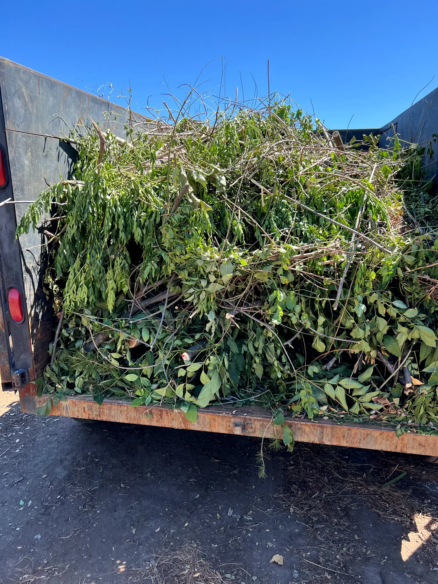 Green tree branches and foliage filling a truck bed against a blue sky.