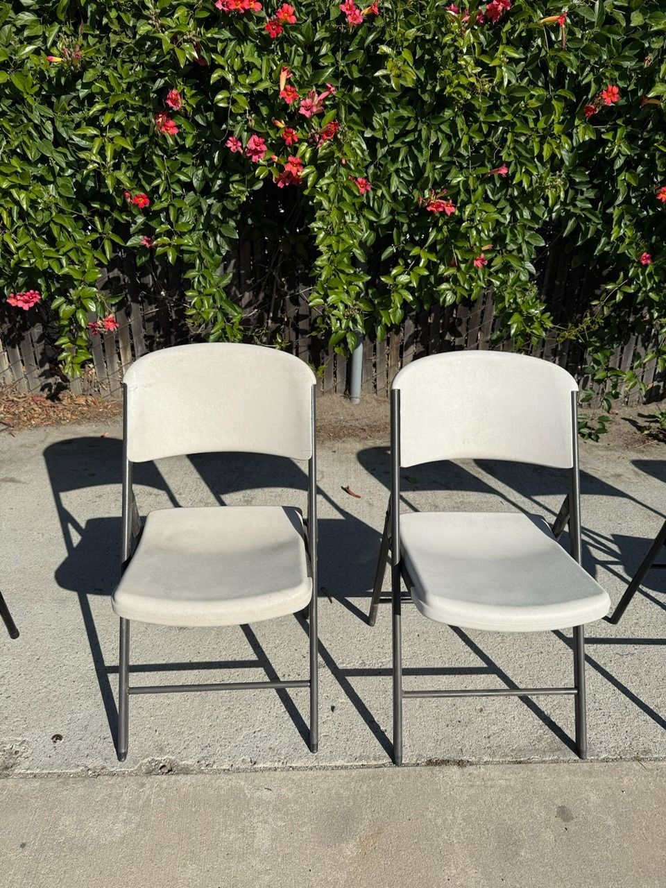 Two off-white plastic folding chairs on a concrete surface, with a flowering vine background.