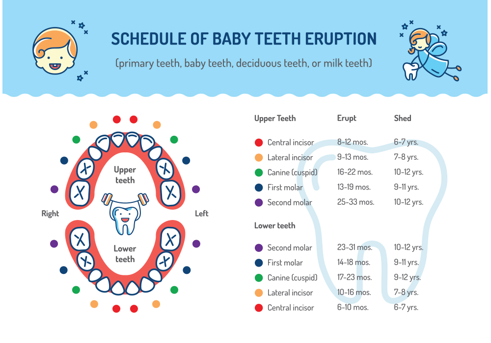 Dental Care For Children — Schedule of Baby Teeth Eruption in Richmond, VA