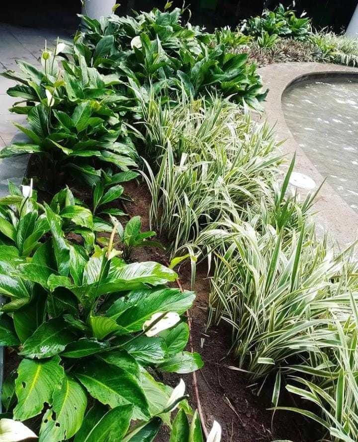 Servicios de jardinería