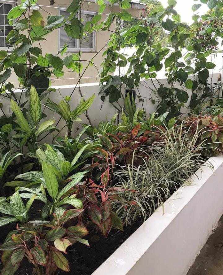 Servicios de jardinería