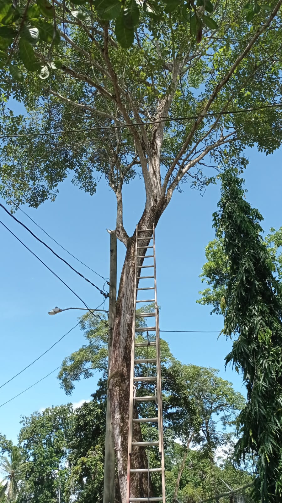 Servicios de jardinería