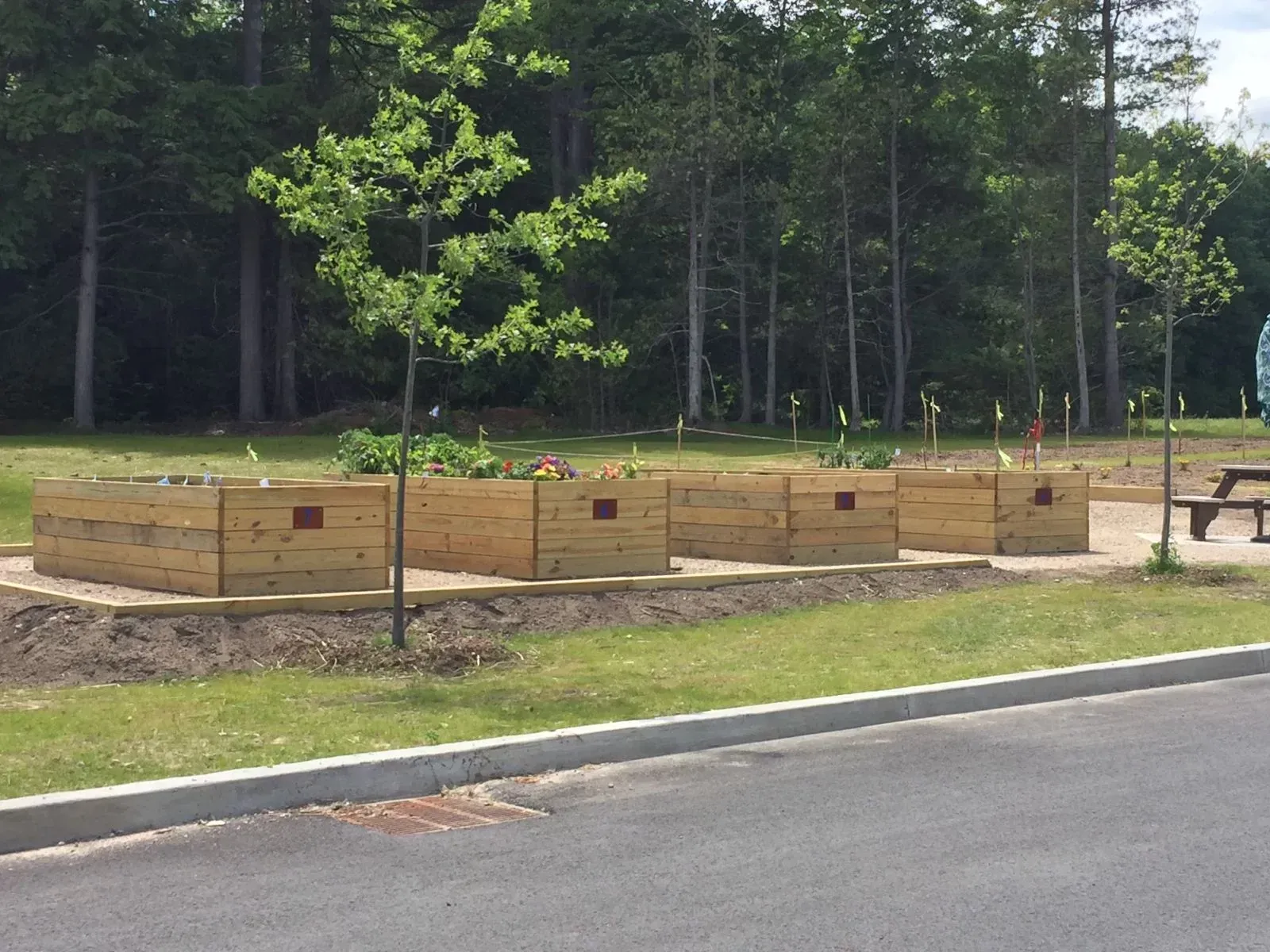 A row of wooden planters with trees in the background