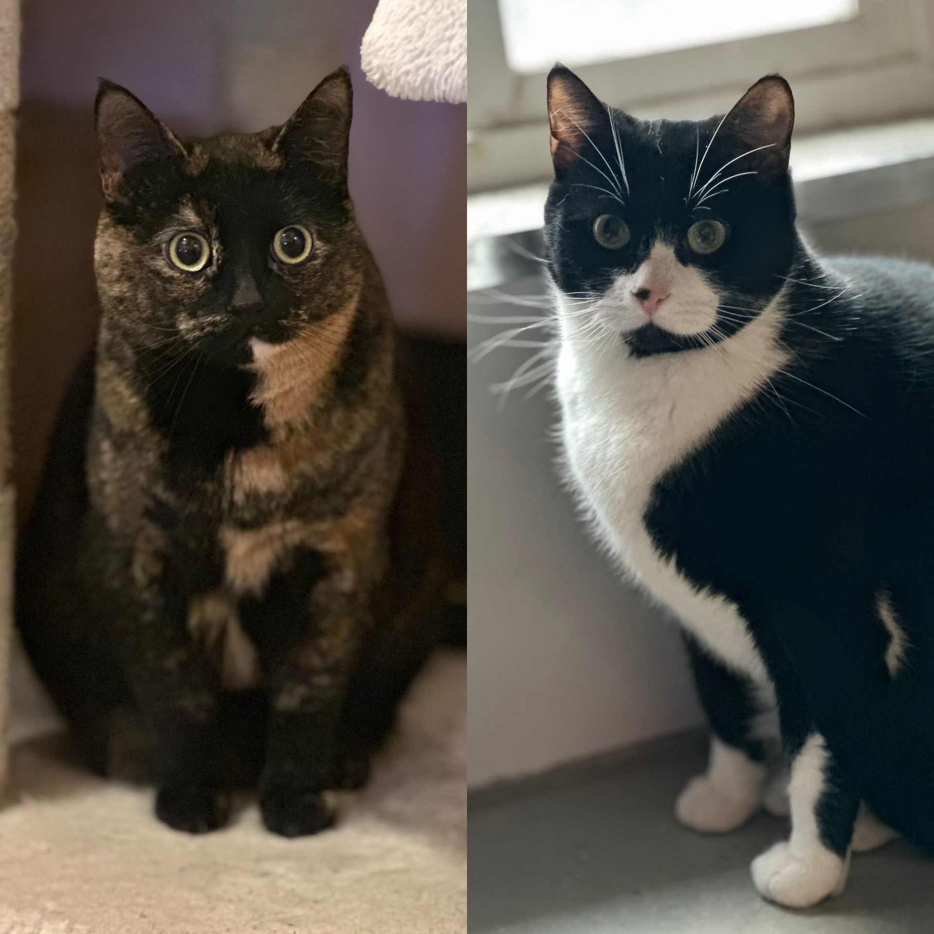 two cats are sitting next to each other and one is black and white