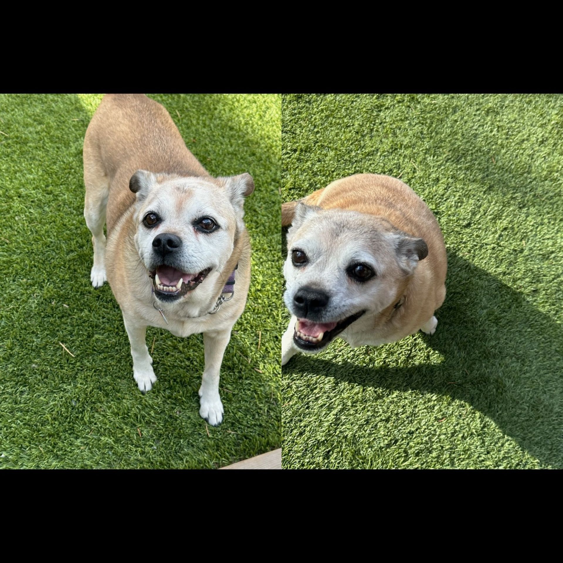 two dogs are standing next to each other on a lush green field .