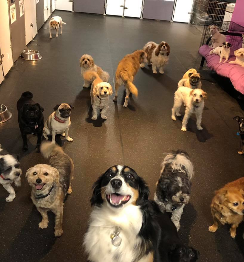 Doggy Daycare