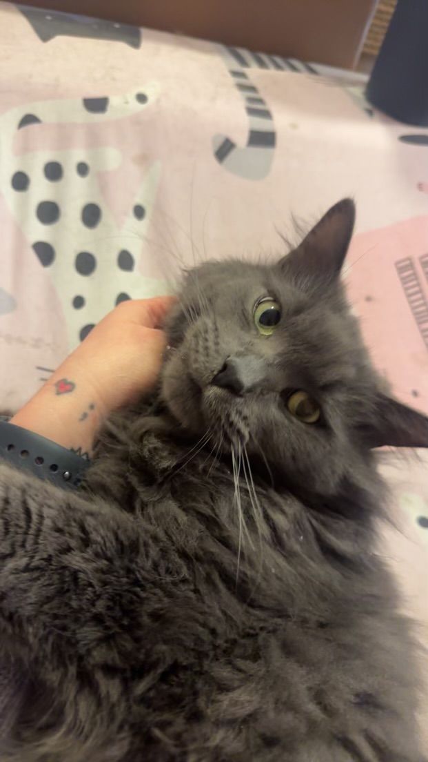 a person is petting a gray cat on a bed .
