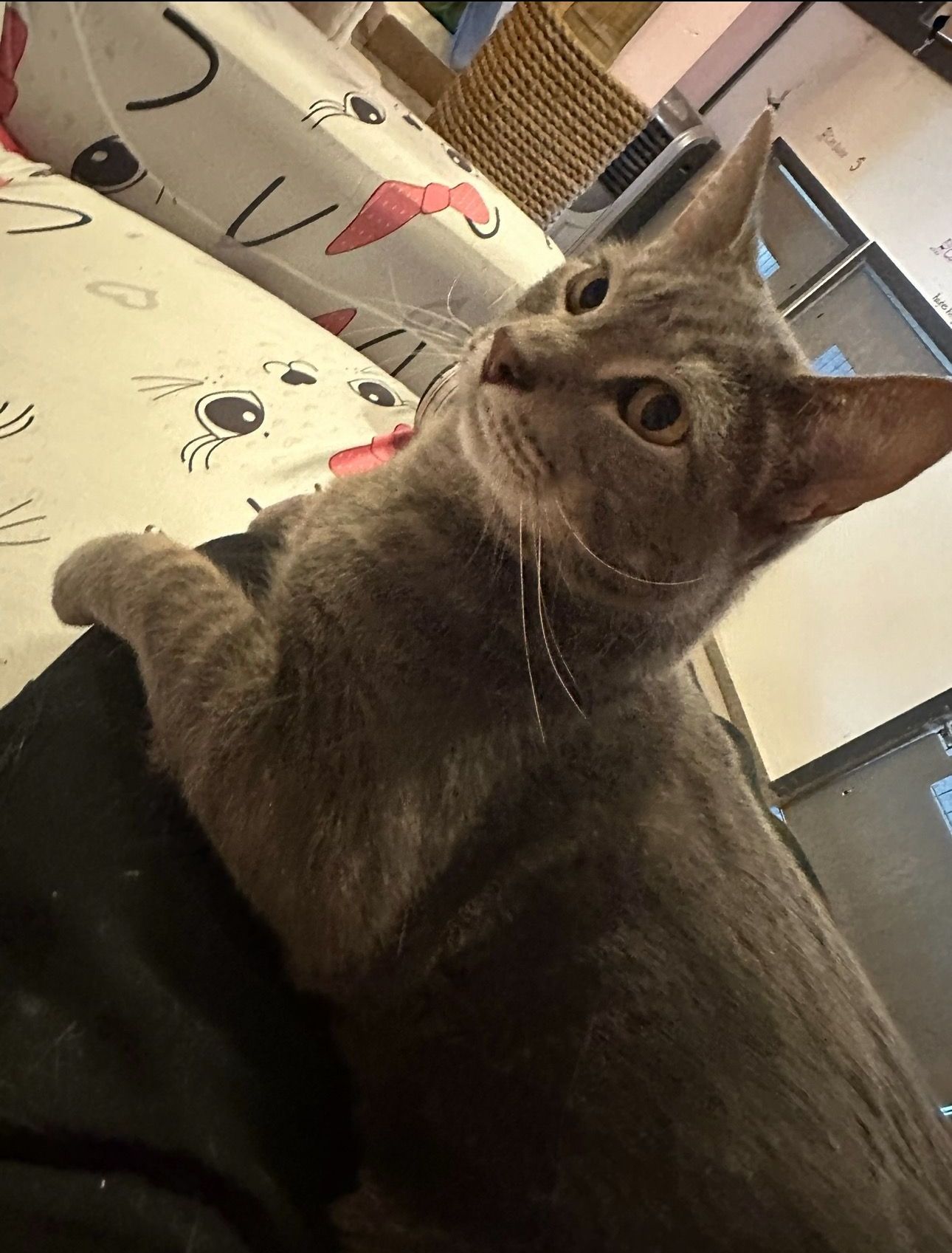 a cat is sitting on a person 's lap and looking at the camera