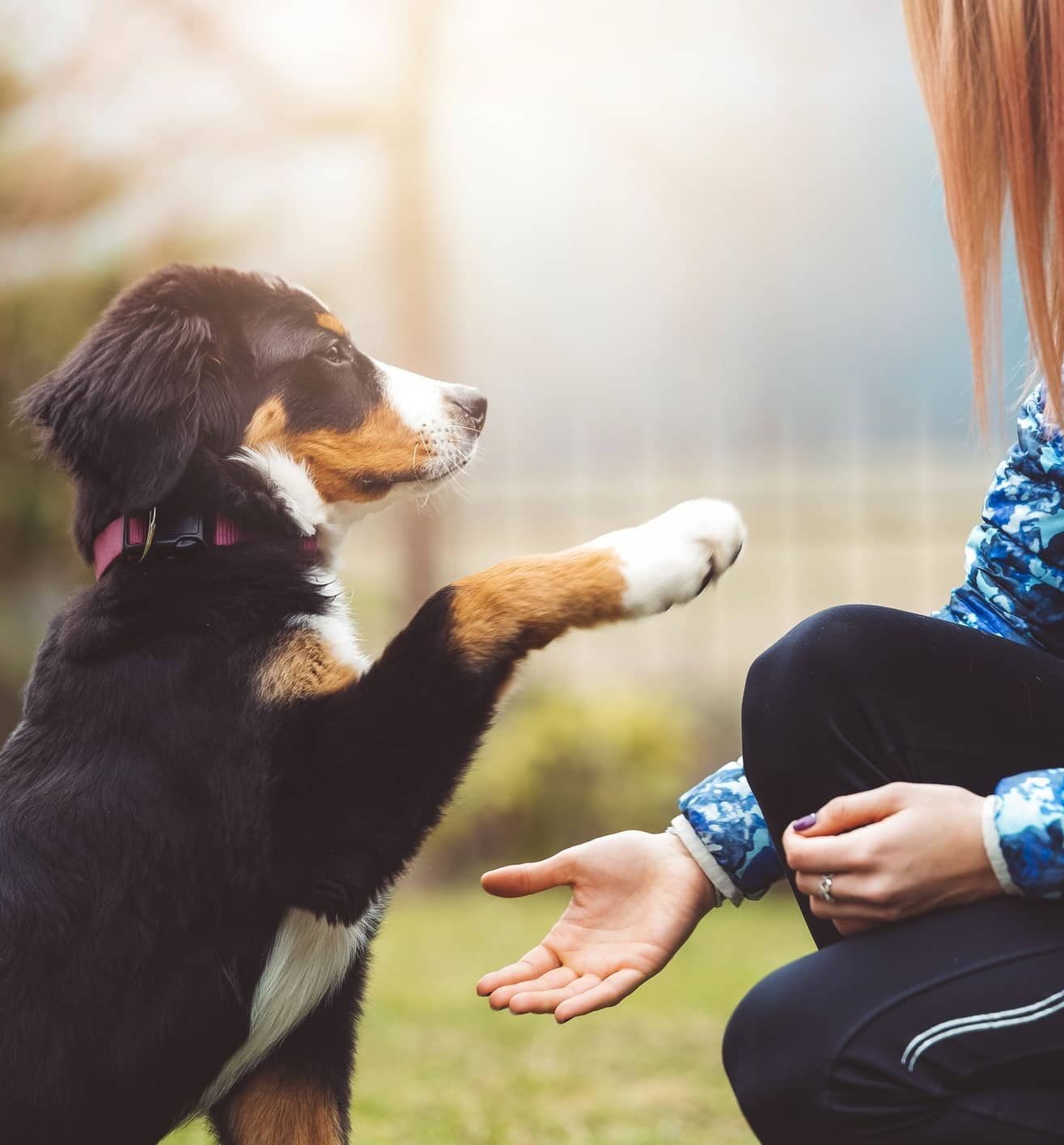 Home Playpen Pet Boarding & Grooming