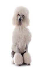 Pet Grooming - White Poodle in Staten Island, NY