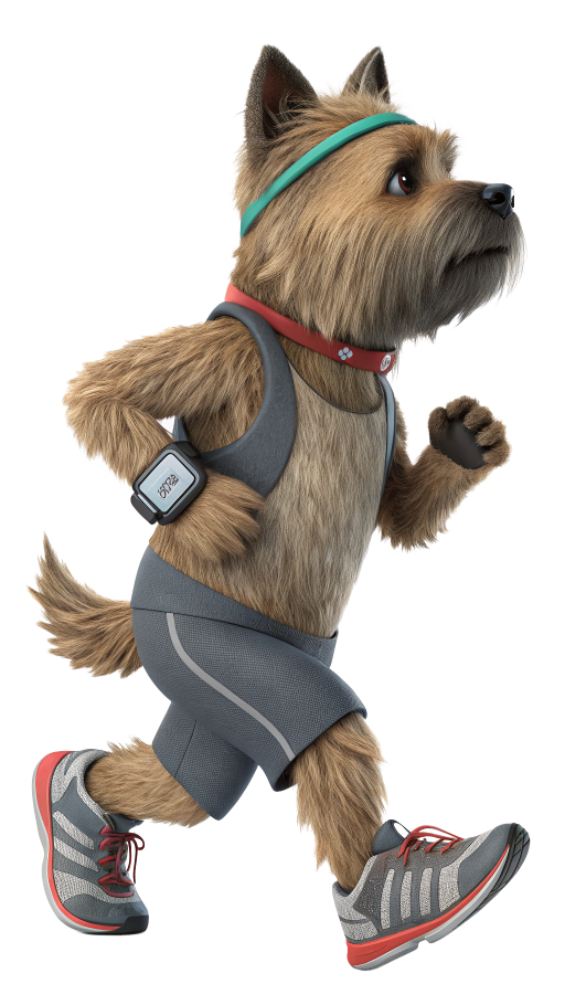 A terrier dog runs in athletic wear, looking determined, wearing a watch and headband.