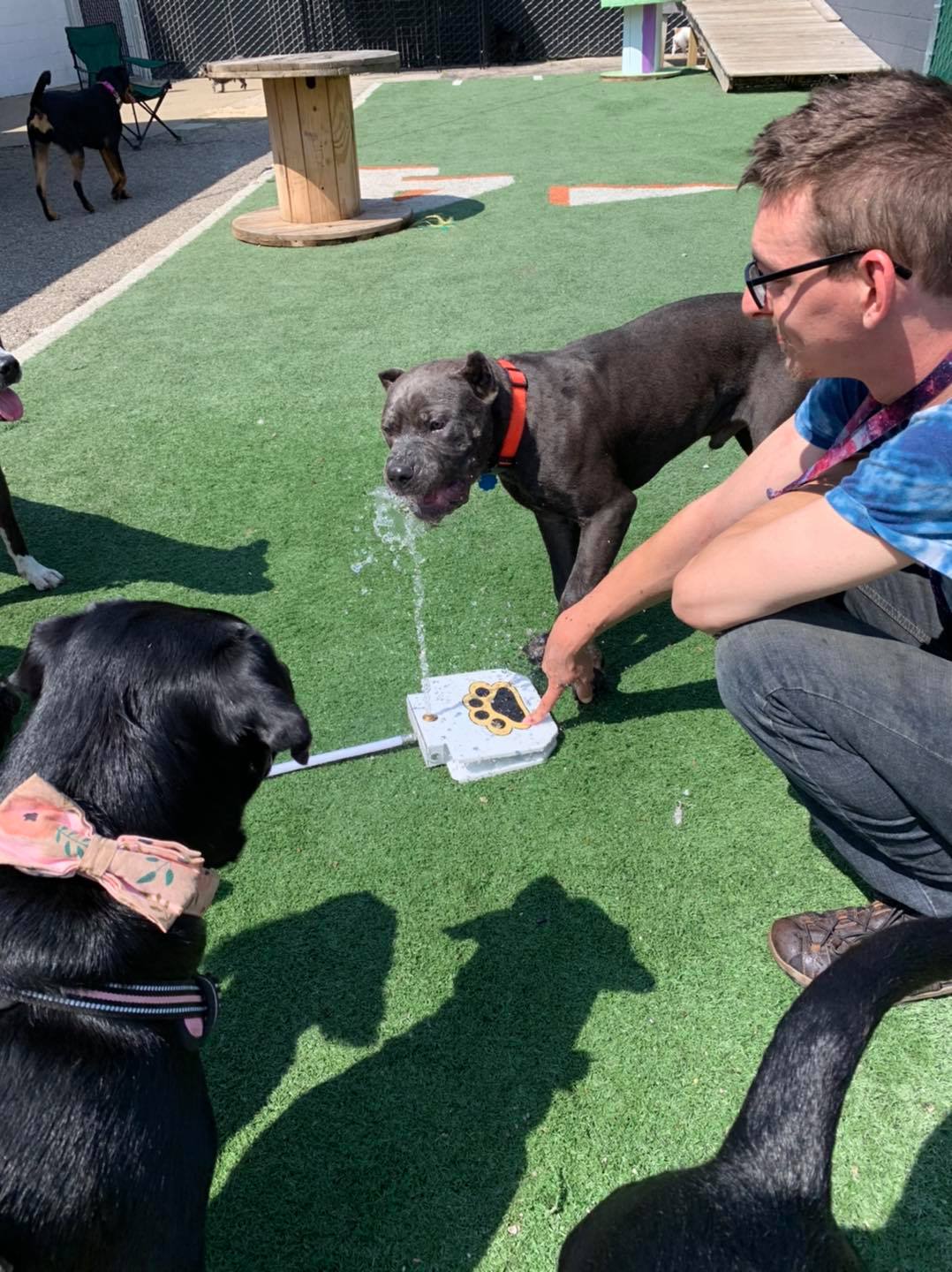 East Side Location Daisy's Pet Playground Evansville, IN