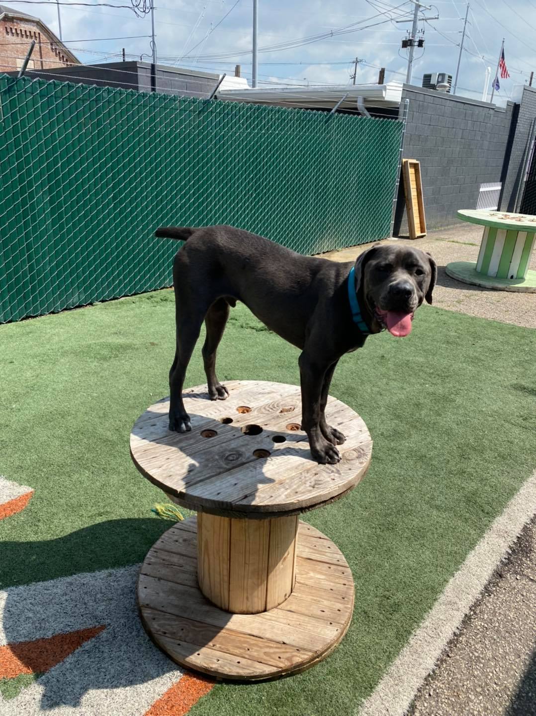 East Side Location Daisy's Pet Playground Evansville, IN