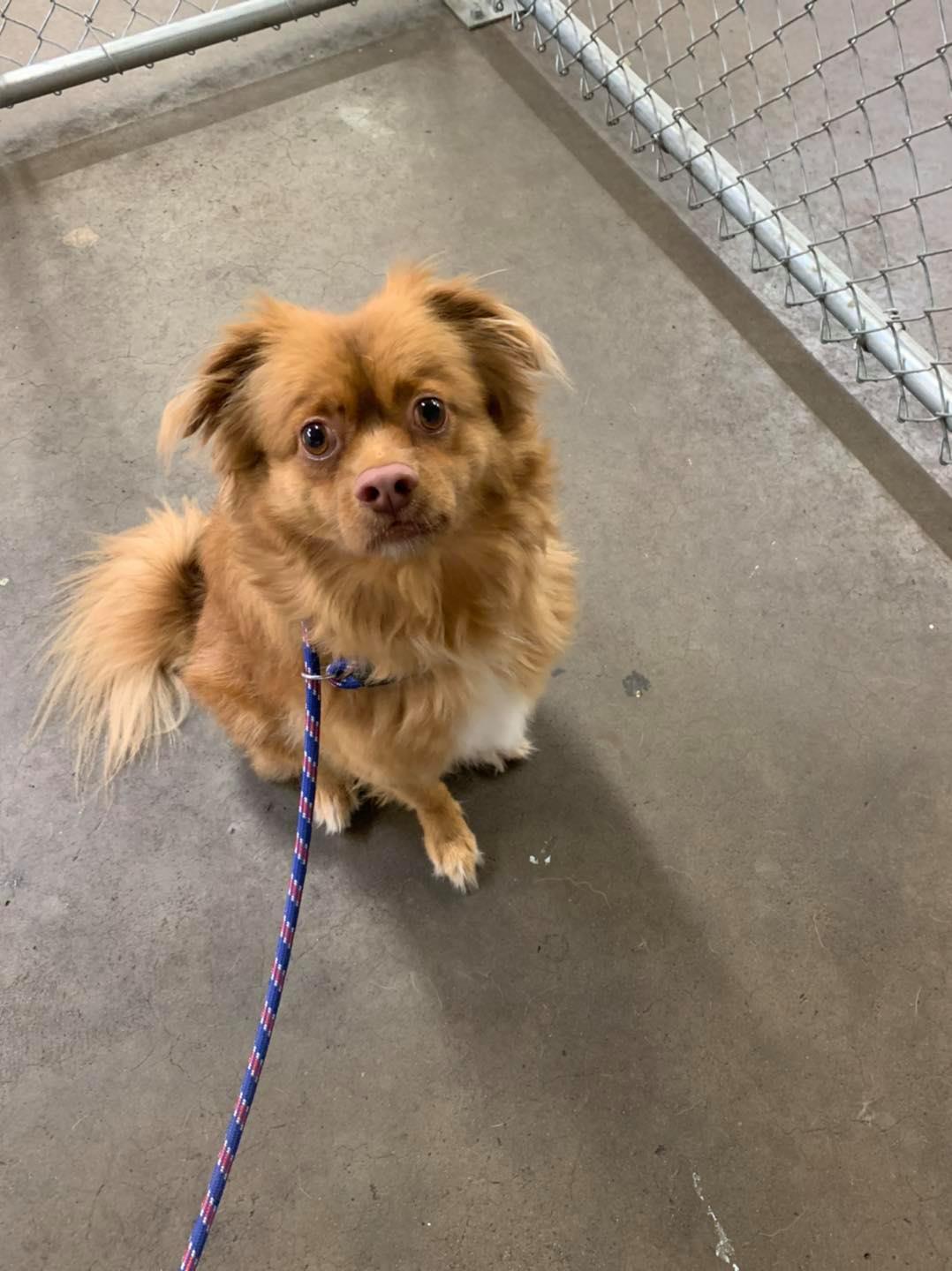 East Side Location Daisy's Pet Playground Evansville, IN