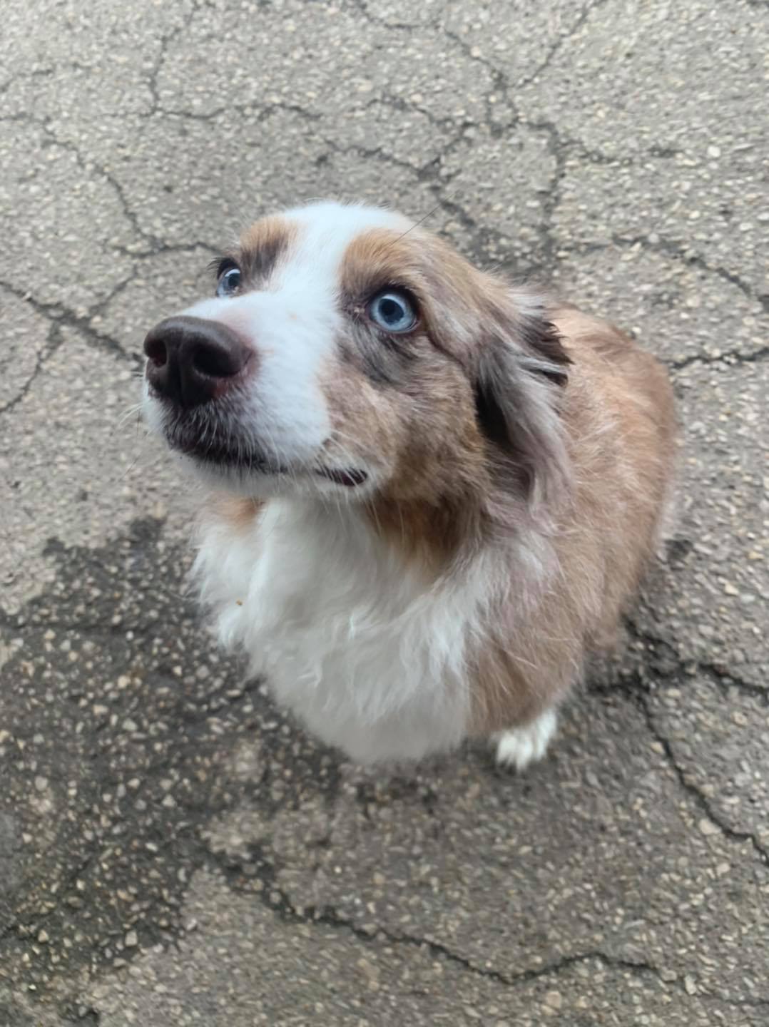 Downtown Location Daisy's Pet Playground Evansville, IN