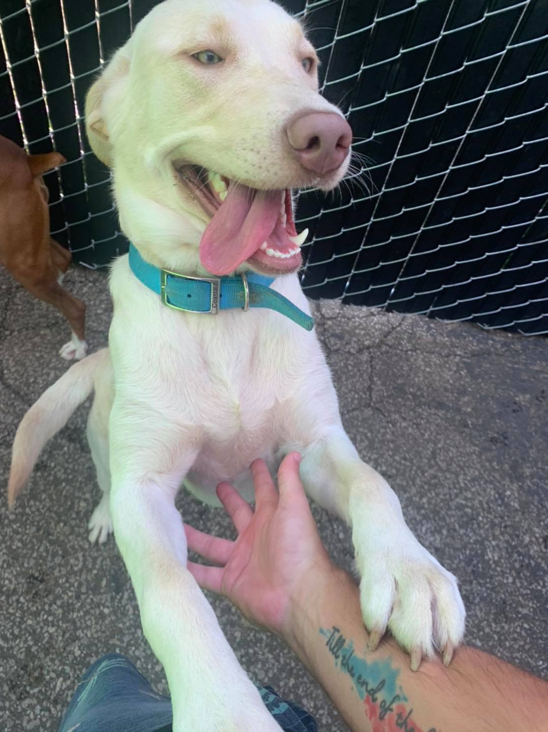 Downtown Location Daisy's Pet Playground Evansville, IN