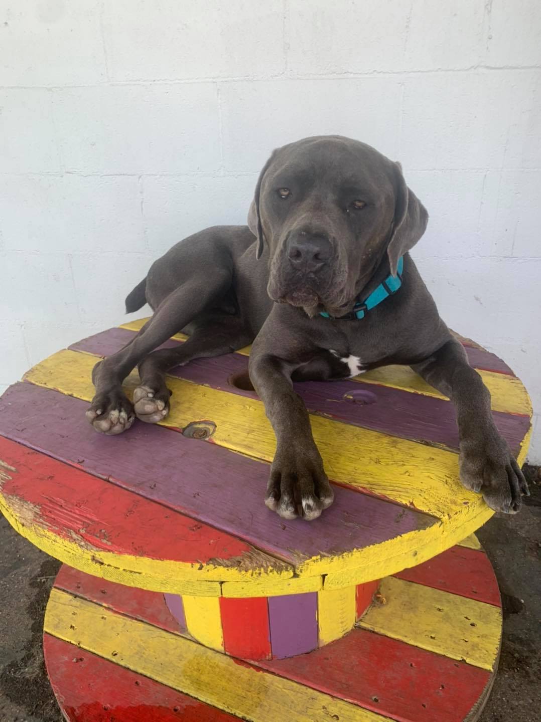 Downtown Location Daisy's Pet Playground Evansville, IN