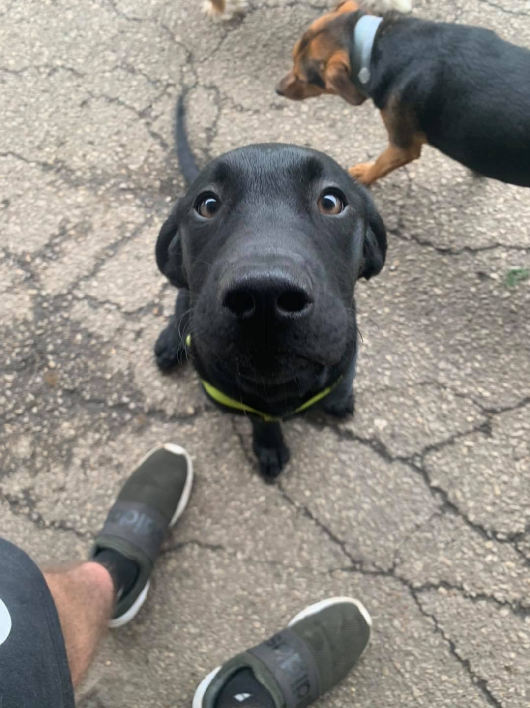 Downtown Location Daisy's Pet Playground Evansville, IN