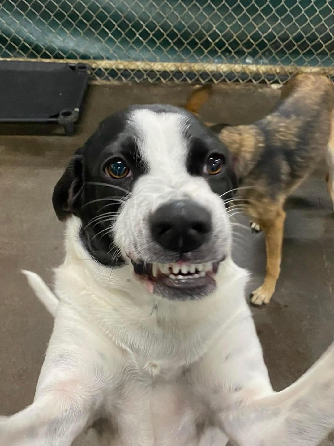 Daisy's Pet Playground Evansville's Best Dog Playground and Boarding