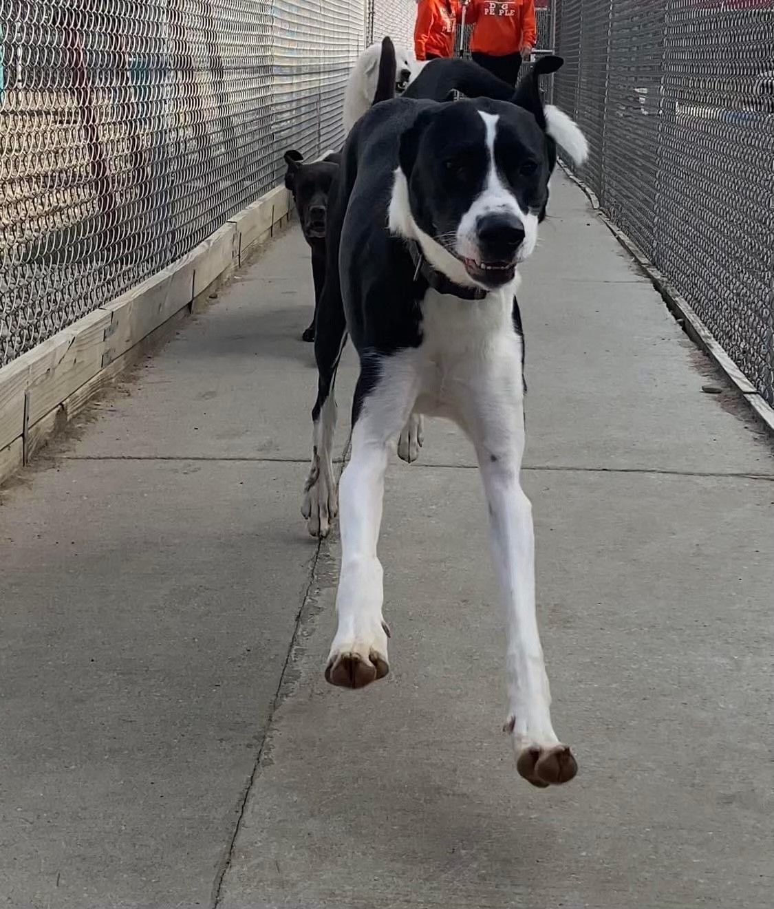 Daisy's Pet Playground Evansville's Best Dog Playground and Boarding