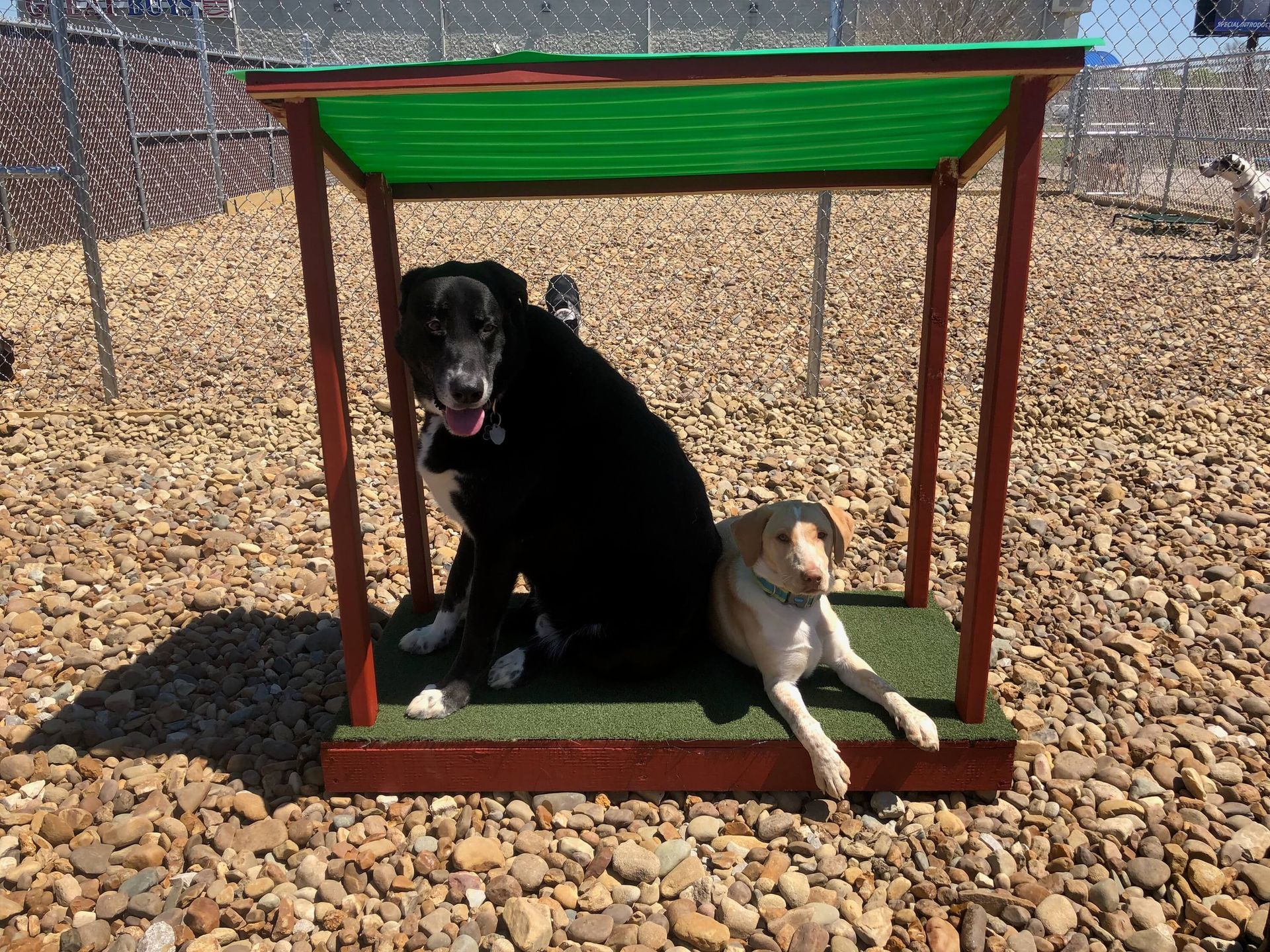 Gallery Daisy's Pet Playground Evansville, IN